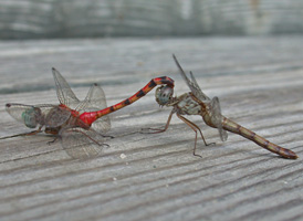 Blue-faced Meadowhawk